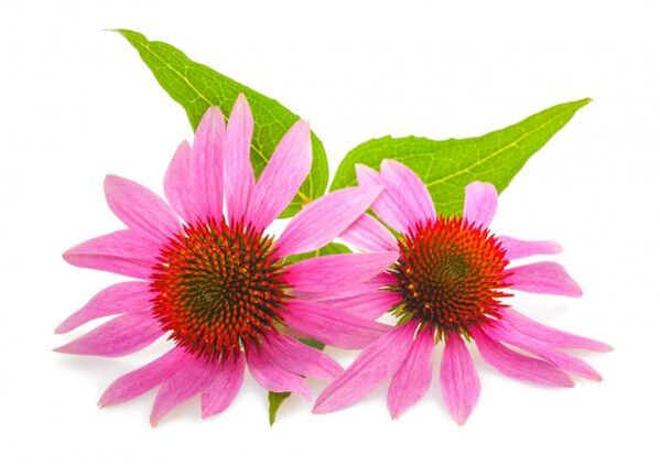 Clean Forte Echinacea kivonatot tartalmaz